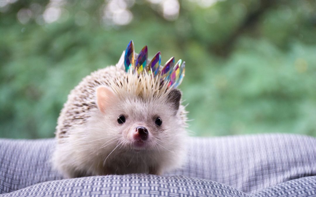 Hedgehog analogy for a business niche